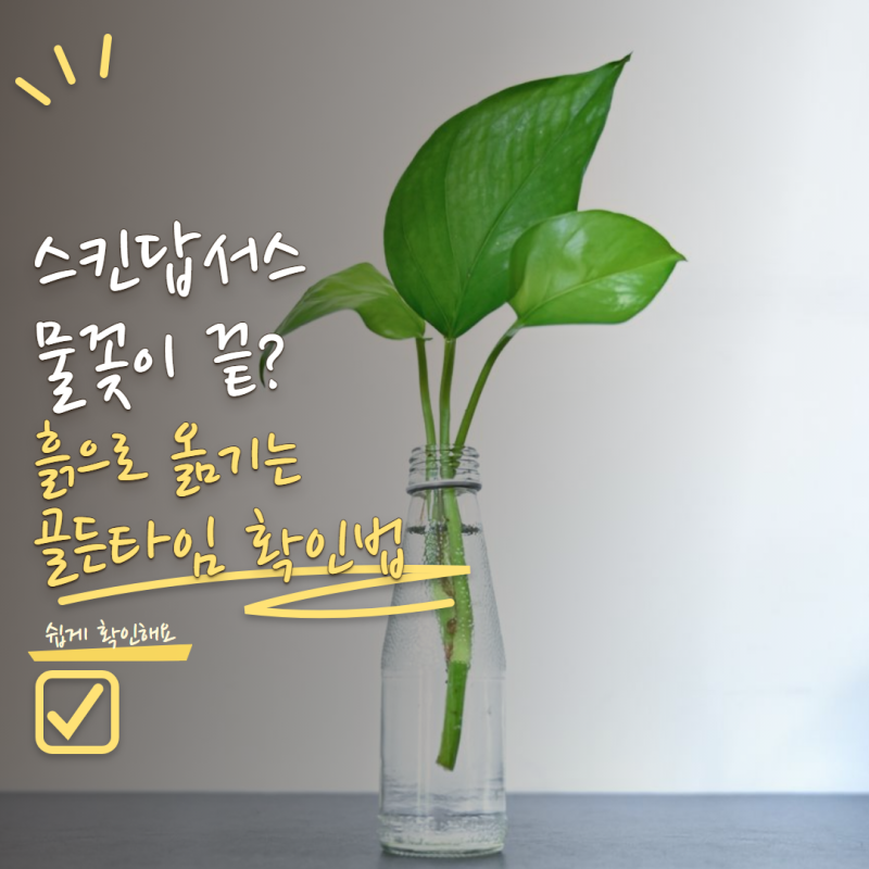 스킨답서스 키우기 물꽂이만 해도 잘 자랄까? 뿌리내린 뒤 화분 옮기는 타이밍