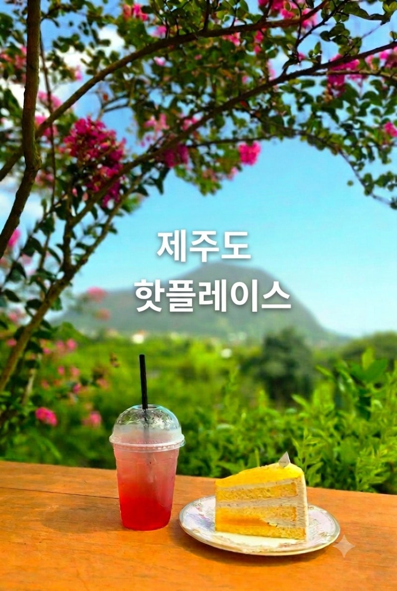 제주도 핫플레이스 마노르블랑 핑크뮬리 핫플 팜파스 개화시기