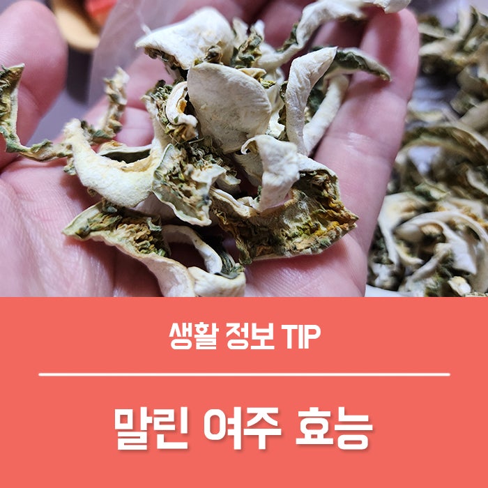말린 여주 효능 부작용, 왜 다들 여주차를 챙겨 마실까요?