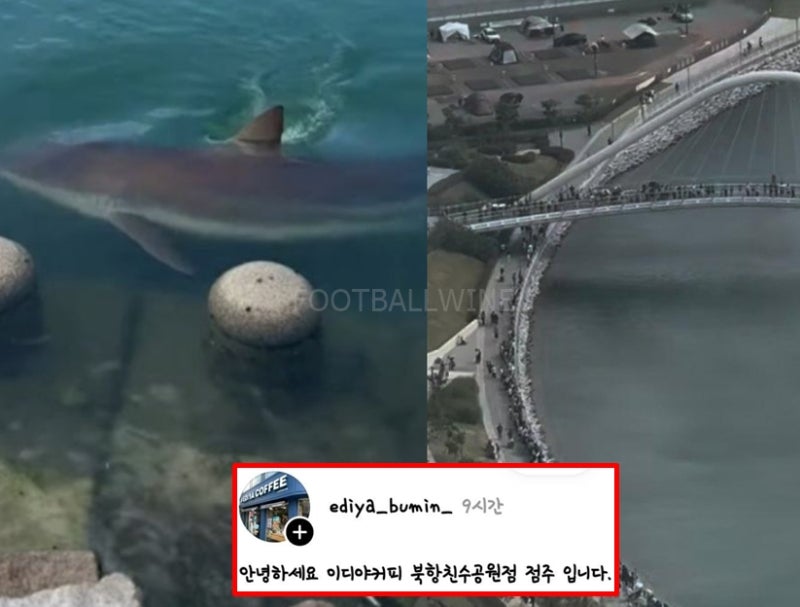 부산 친수공원 무태상어 출몰 위치 & 명당 이디야 커피숍 사장님 근황 공개..인파 상황은? (크....