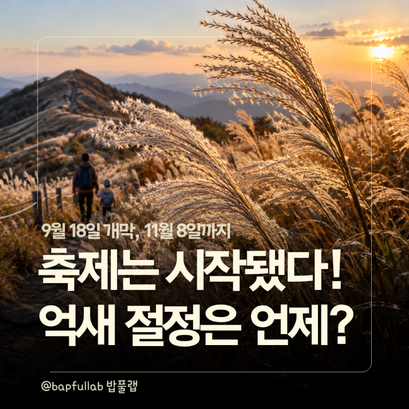 2026 정선 민둥산 억새축제 시작｜등산 코스·주차, 아이와 얼마나 걸릴까?