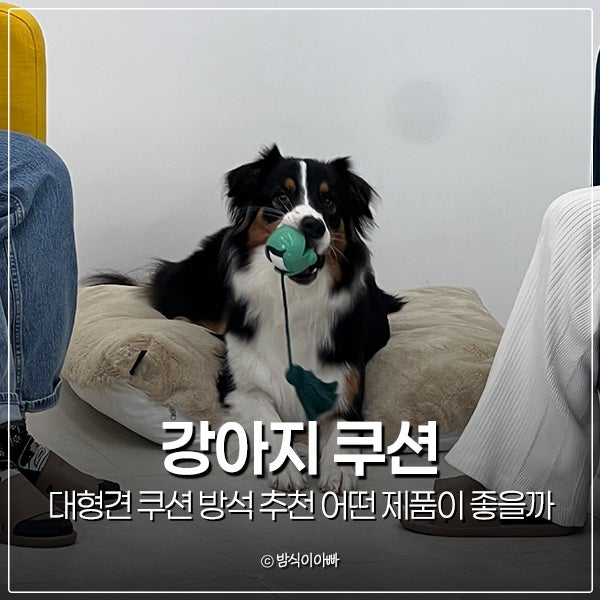 애견 강아지 대형견 쿠션 방석 추천 어떤 제품이 좋을까