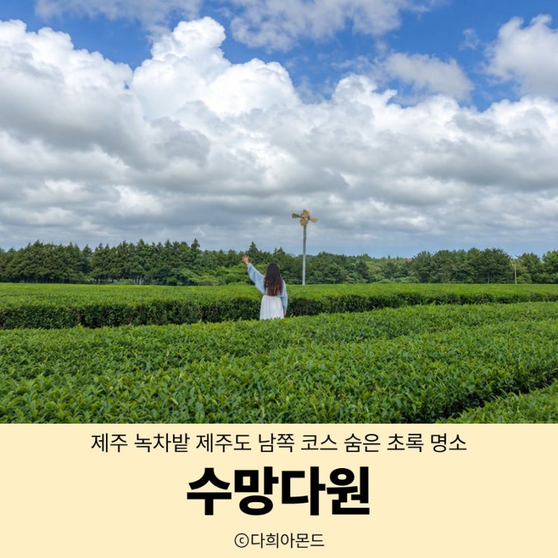 제주 녹차밭 제주도 남쪽 코스 숨은 초록 명소 수망다원