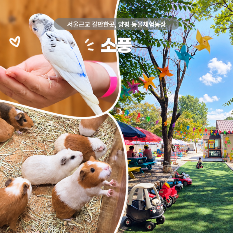 서울근교 갈만한곳 양평 동물체험 소풍｜22개월 아기와 방문후기