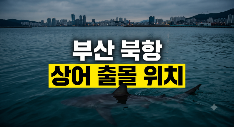 부산상어 부캉이 북항 친수공원 상어 출몰 위치와 현장 상황 총정리