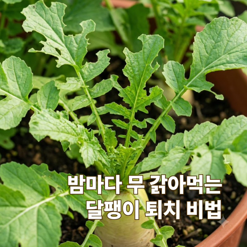 김장무 잎 갉아먹는 밤 손님 민달팽이 퇴치법