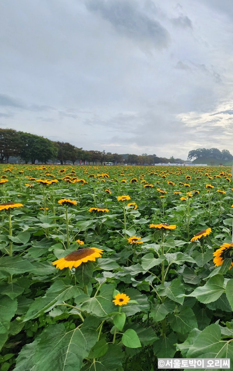 Cheomseongdae Media Art Hours, Gyeongju Sunflower, and Pink Muhly Full Bloom Season