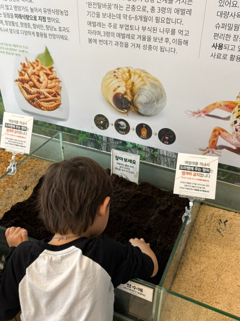 용인 아이랑 가볼만한곳 용인 곤충테마파크 곤충부터 동물 먹이주기까지 다양한 체험 내돈....