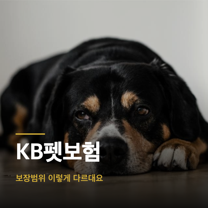 KB펫보험, 보장범위 이렇게 다르대요