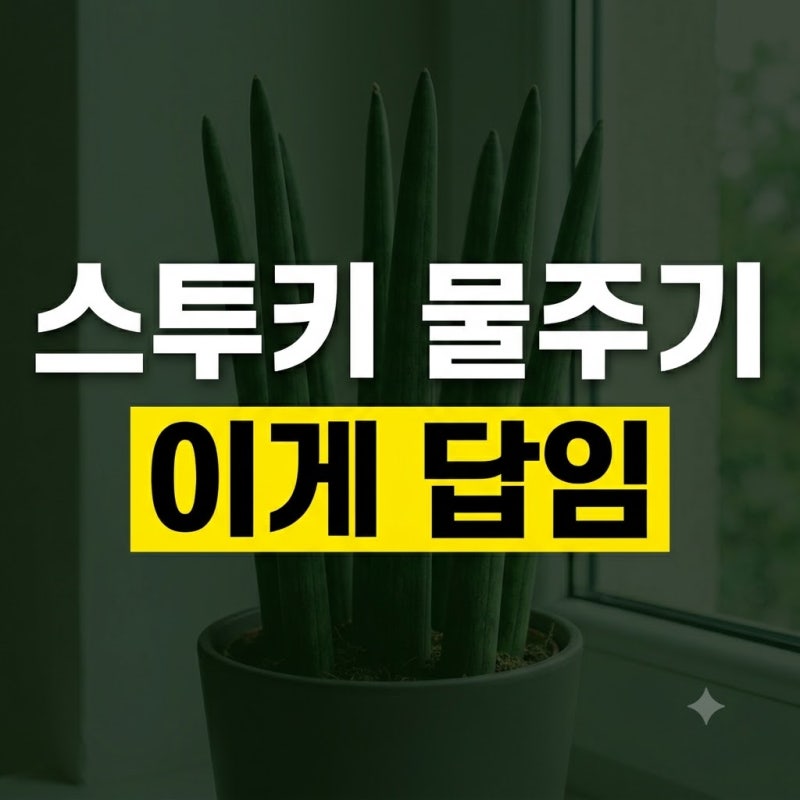 스투키 언제 줄까?물 주는 주기 및 과습 증상(+햇빛·온도)