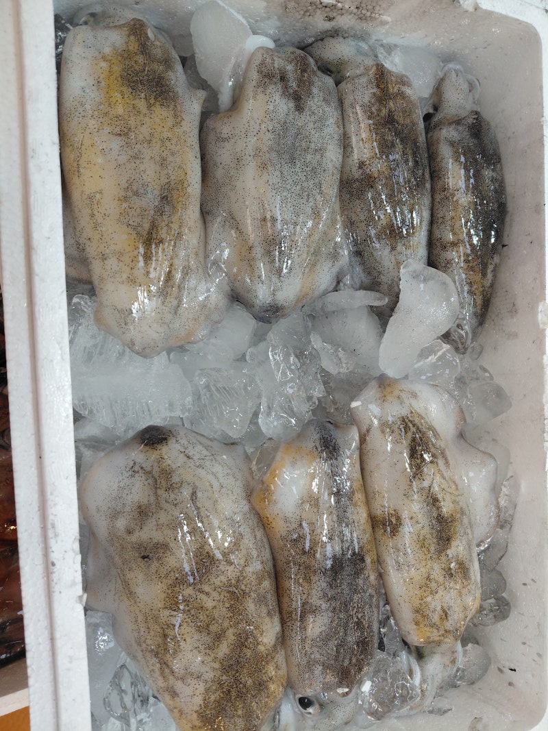 노량진수산시장 무늬오징어 가격 맛집