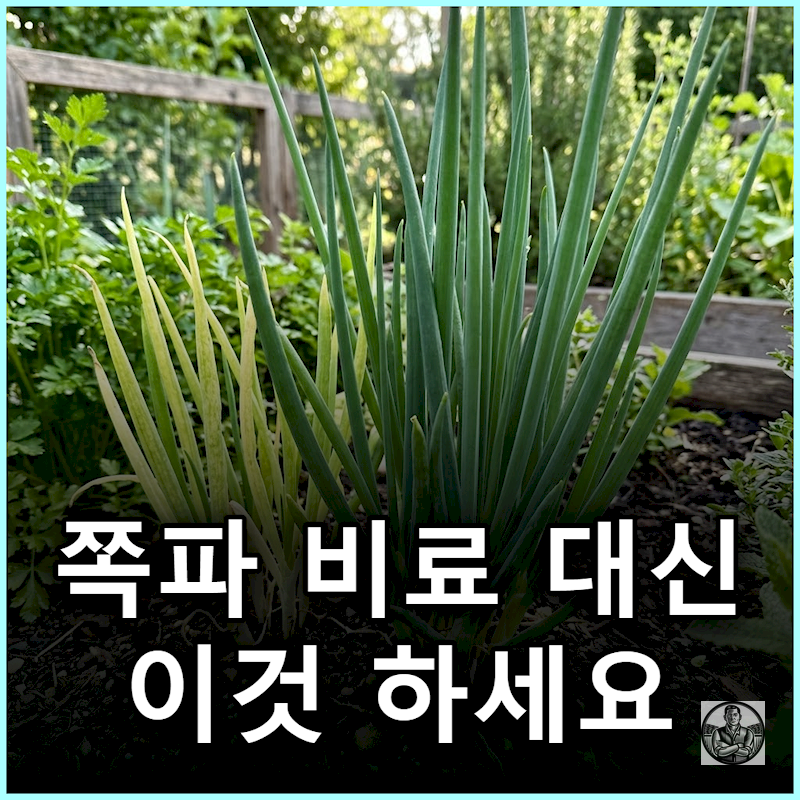 "비료 부족이 아닙니다" 쪽파 잎 진한 초록색 안 나오는 이유