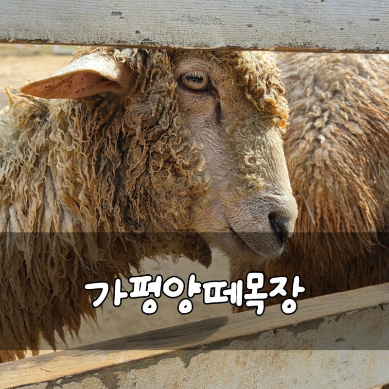 가평양떼목장 먹이주기체험 아이와 가볼만한곳 클라우드힐 카페 입장권 가격 음료교환권