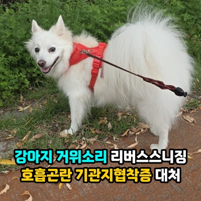 강아지 거위소리 리버스스니징 증상 원인은? 호흡곤란 기관지협착증 대처와 주의