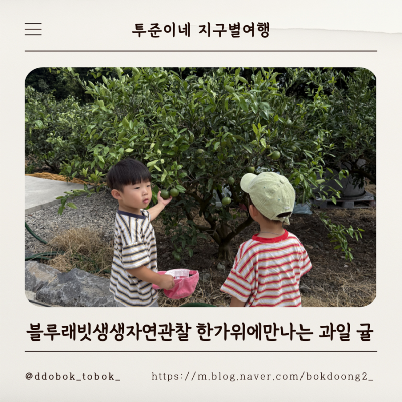 블루래빗 NEW 생생자연관찰 한가위에 만나는 과일 귤