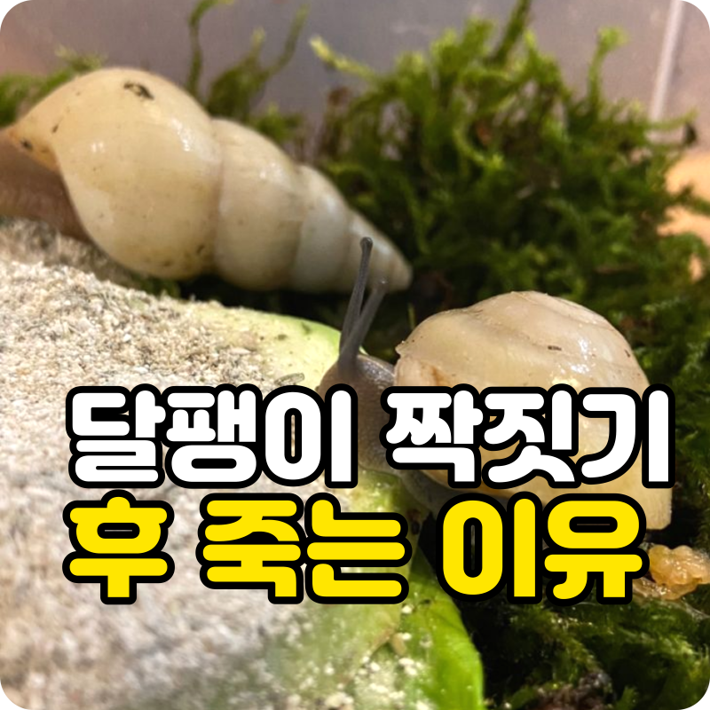 달팽이 짝짓기 후 죽음의 이유, 알고 보면 전혀 다른 이야기