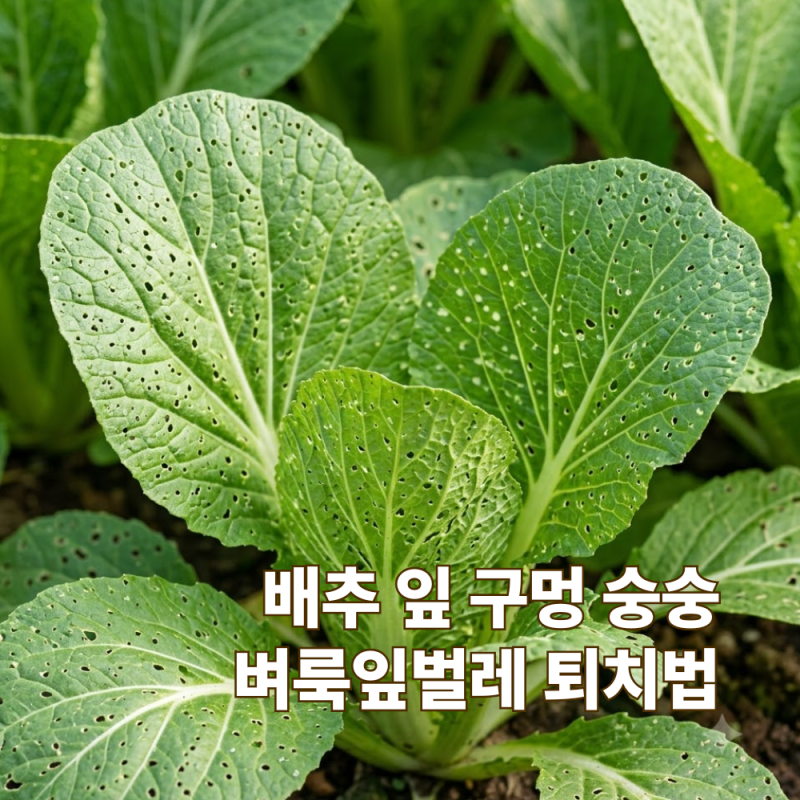 김장배추 잎에 구멍이 숭숭 뚫렸을 때 벼룩잎벌레 대처법
