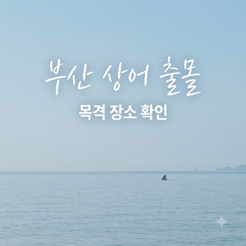 "무서워서 발도 못 담가.." 부산 상어 출몰 5곳 위치와 진짜 위험한 이유