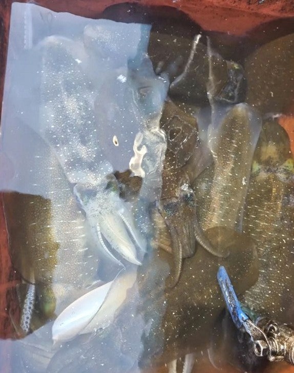 갑오징어 버터구이가 질겨졌다면 어느 순서에서 갈렸을까요