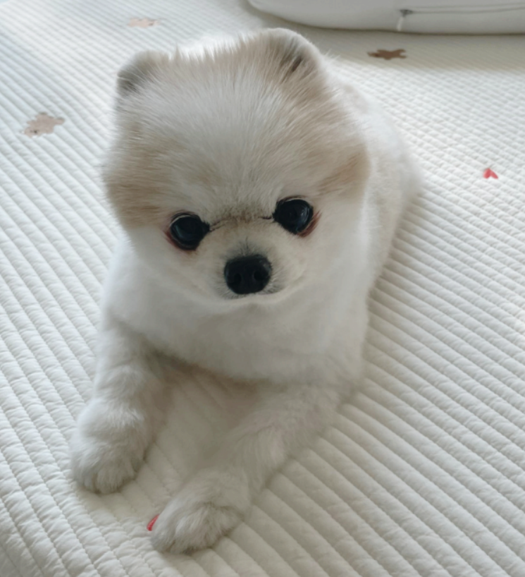 강아지 파보바이러스 증상과 검사, 치료하면 회복할 수 있을까요?