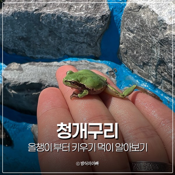 청개구리 올챙이부터 키우기 먹이 알아보기