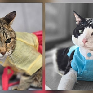 다이소 고양이 한복 · 강아지 한복 4냥이에게 입혀 보니(사이즈 정보 포함)
