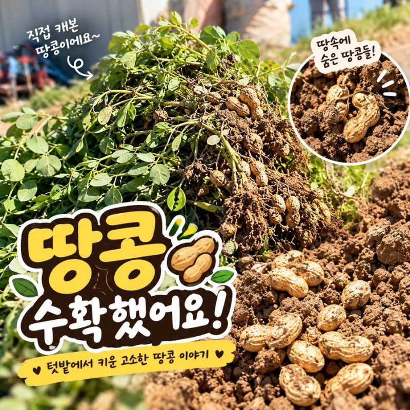 땅콩 캐기 직접캐보니 재미도 있고 신기했던 땅콩 수확