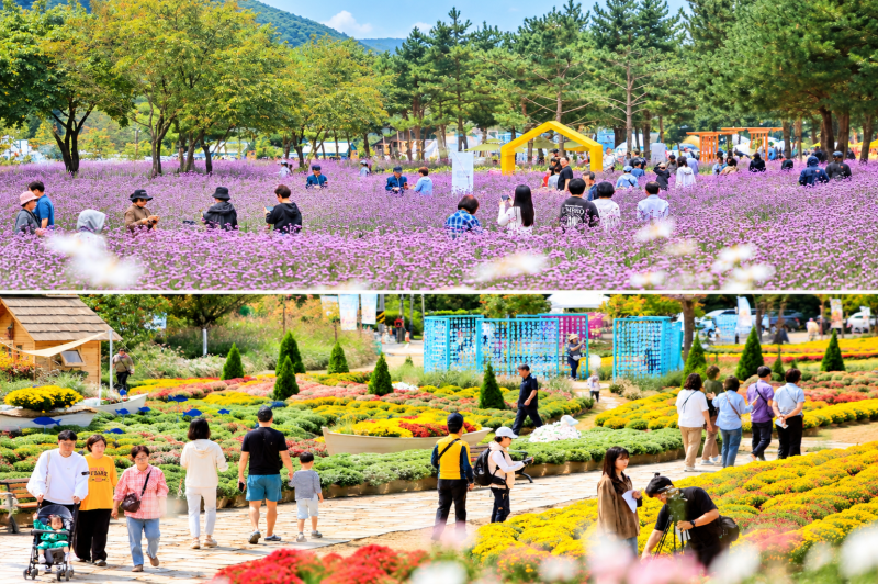 2026 인제가을꽃축제, 일정·주차·맛집·즐기는 법 총정리!