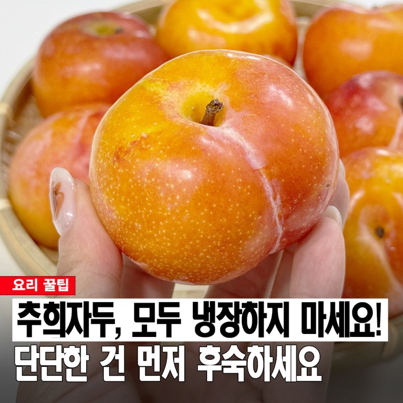 가을에도 자두가 나온다고? 9월 제철 추희자두, 단단할 때와 말랑할 때 보관법