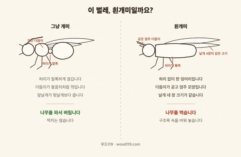 목조주택 흰개미, 그냥 개미와 이렇게 구별합니다.