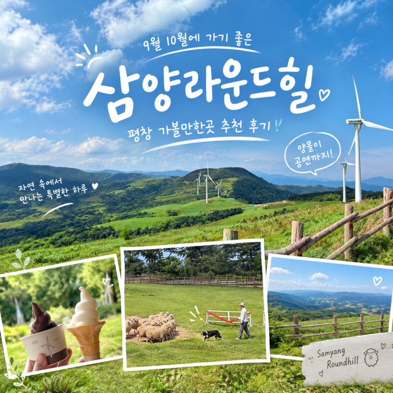 [강원/평창] 삼양라운드힐 9월 10월 평창 가볼만한곳 추천 후기