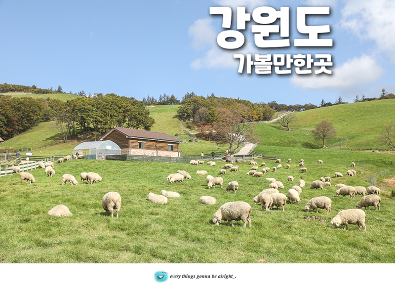 Must-Visit Places in Gangwon-do: Sokcho Seoraksan Cable Car and Pyeongchang Daegwallyeong Sheep Farm