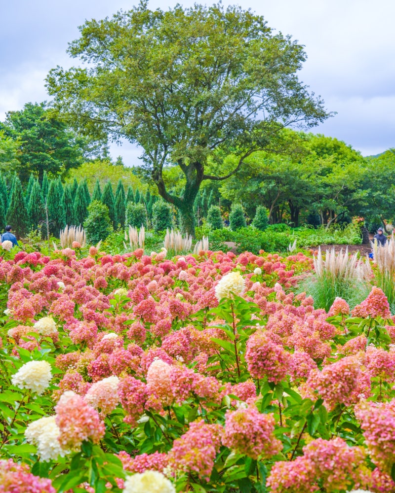 Jeju Fairy Tale Village Songdang Hydrangea: A Must-Visit During Chuseok in Jeju