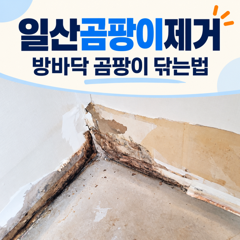 일산곰팡이제거 할 때 확인할 것과 방바닥 곰팡이 닦는법