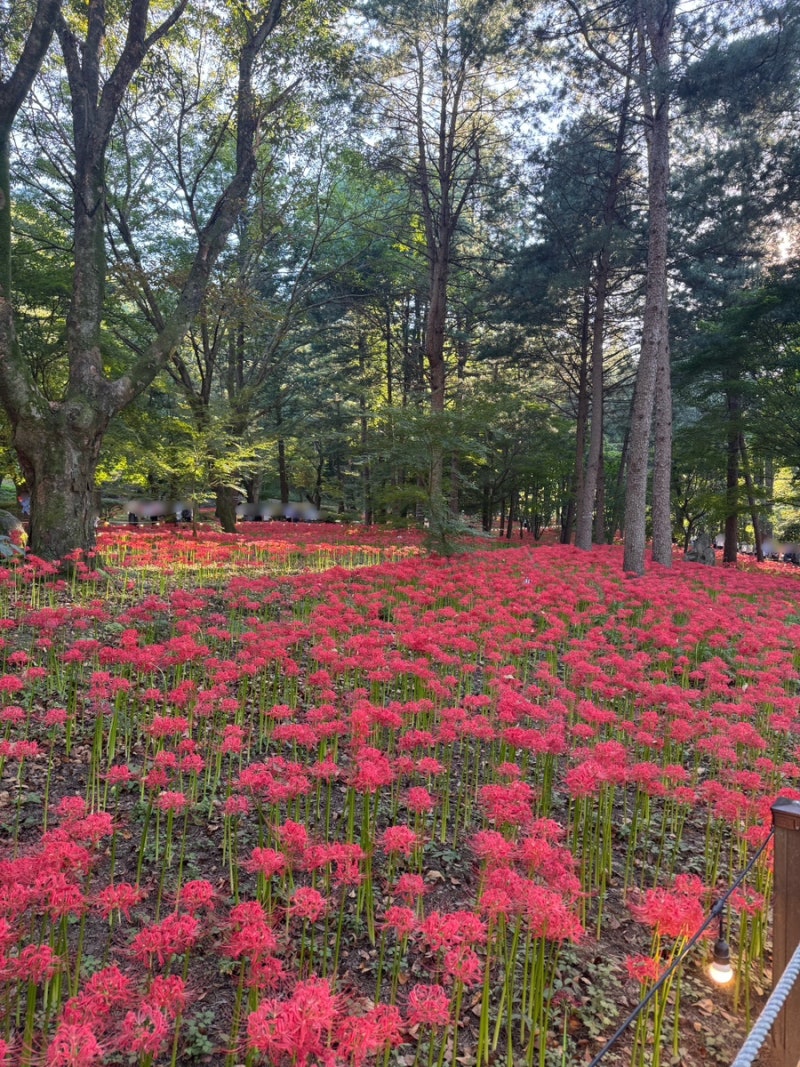 경북 가을 꽃구경 가볼 만한 곳 김천 직지사 꽃무릇 축제 실시간 개화상황