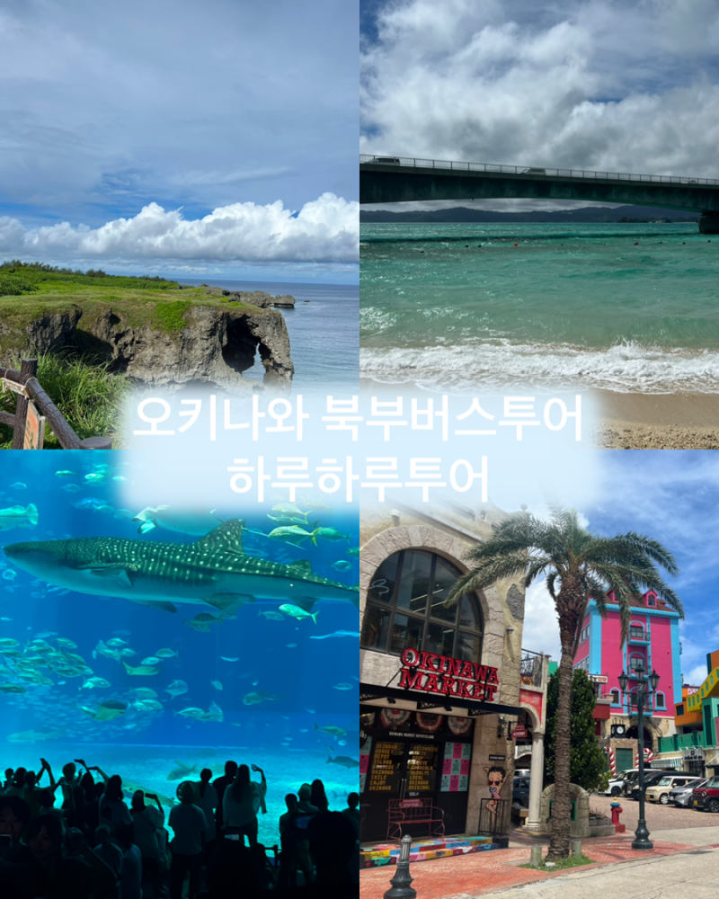 오키나와 뚜벅이 여행ㅣ북부버스 투어 하루하루투어 후기 ㅣ 만좌모, 코우리비치, 츄라우미....