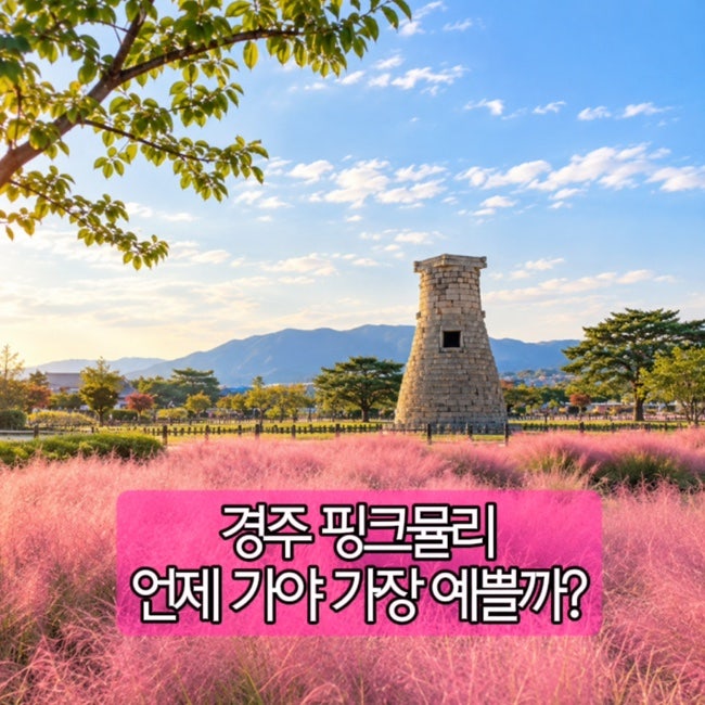 경주 핑크뮬리 개화시기 2026｜첨성대 언제 가야 가장 예쁠까?
