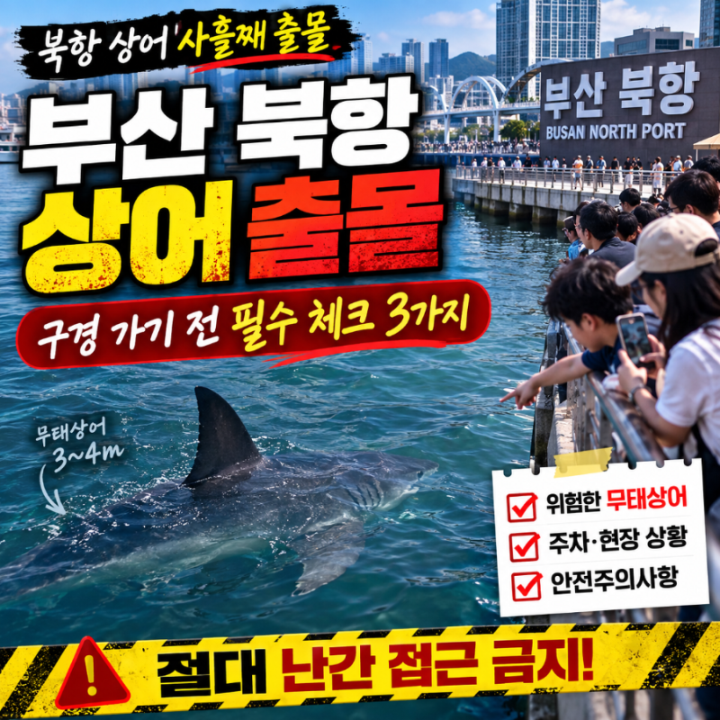 부산 북항 상어 출몰 위치·구경 주의사항(친수공원 주차·무태상어 팩트)