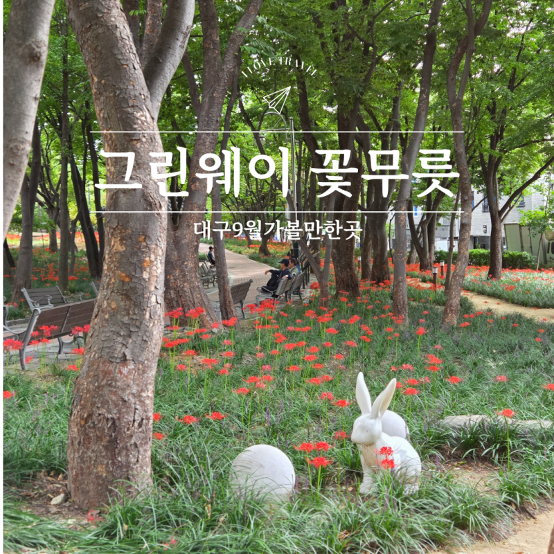 대구 9월 10월 꽃구경 가볼만한 곳 그린웨이 꽃무릇 지금이 절정 실시간 개화