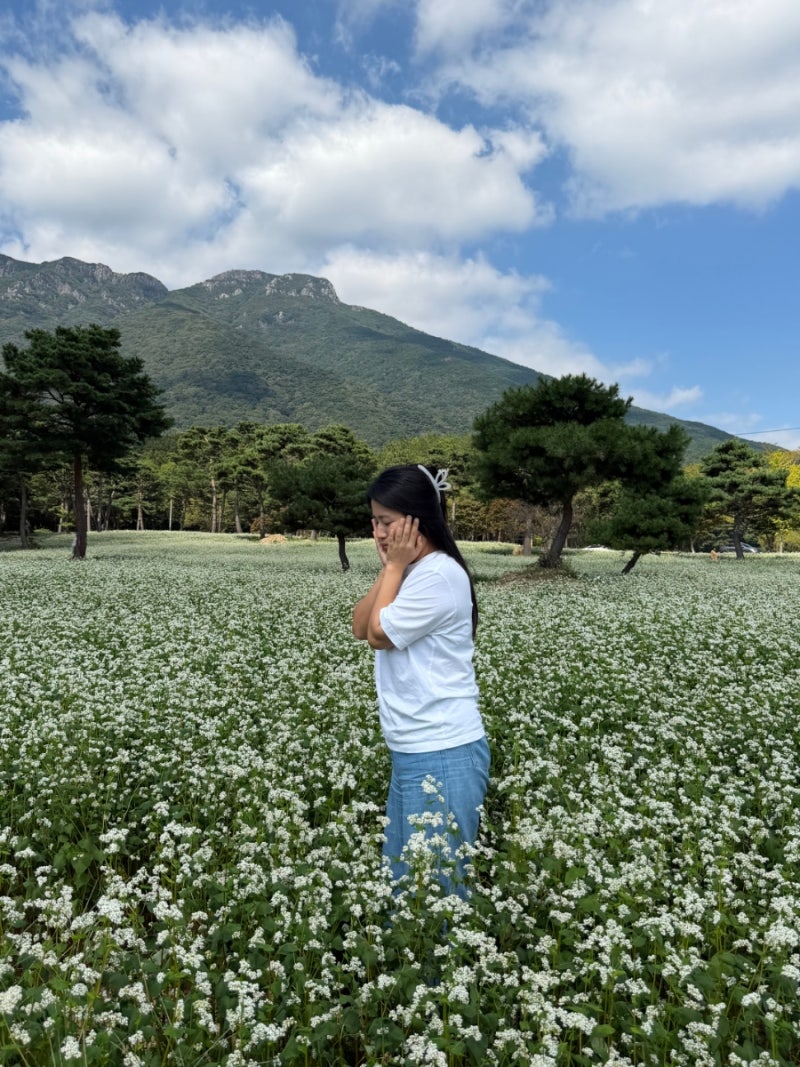 양산 통도사 메밀꽃밭 지금부터 가기 좋아요 부산근교 꽃구경