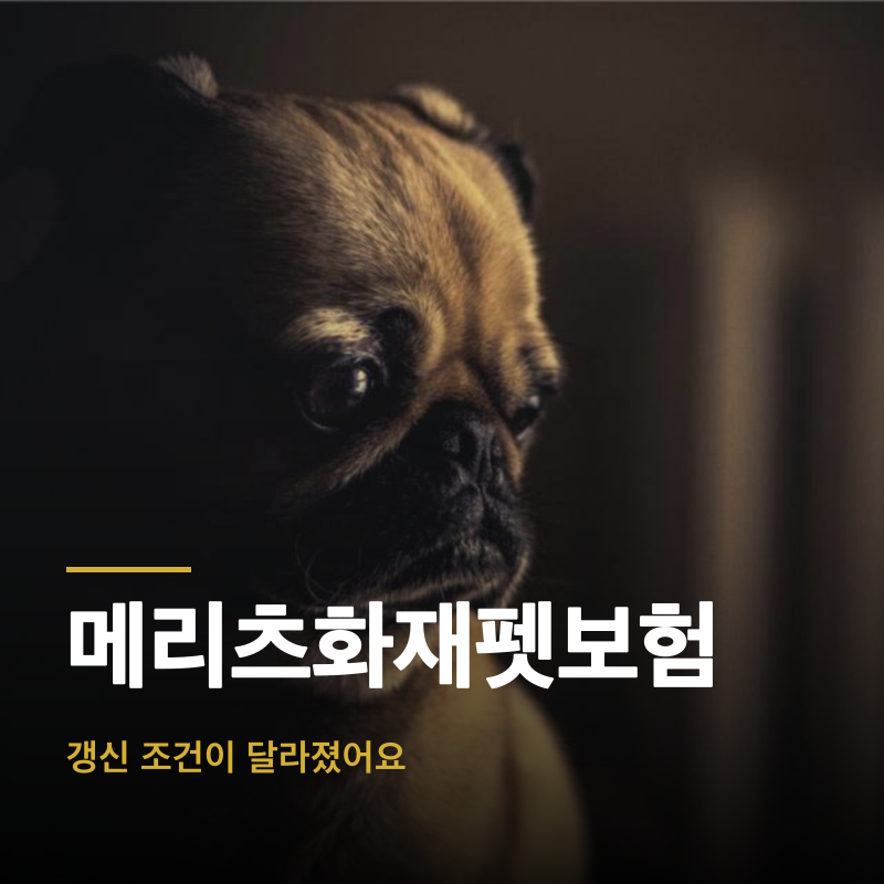 메리츠화재펫보험, 갱신 조건이 달라졌어요