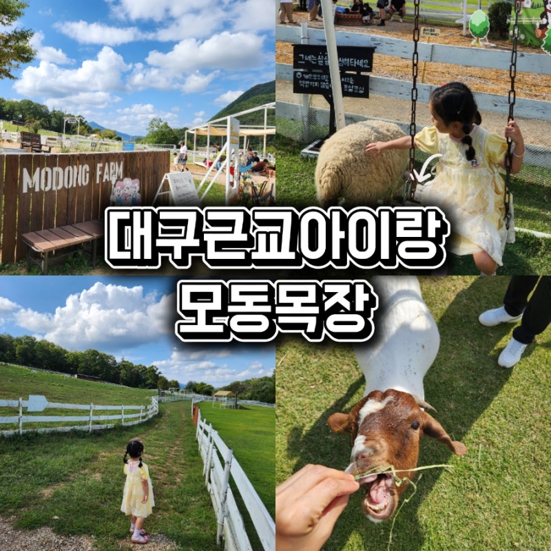 대구 근교 아이와 가볼만한곳 상주 모동목장 양떼목장 솔직 후기