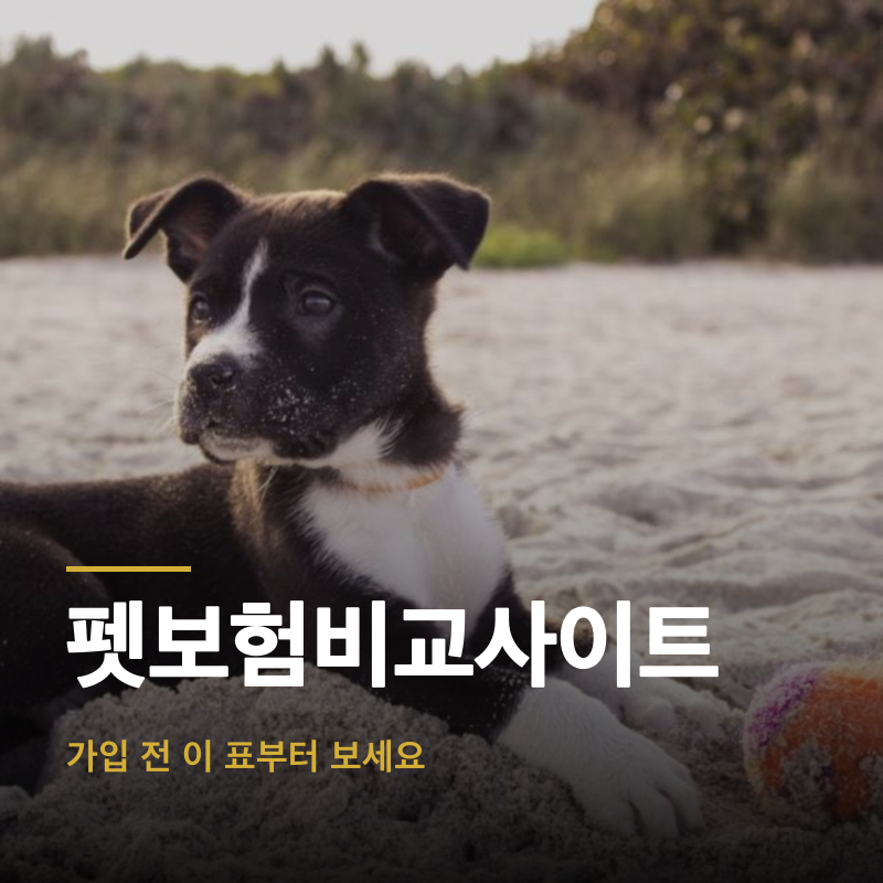 펫보험비교사이트, 가입 전 이 표부터 보세요
