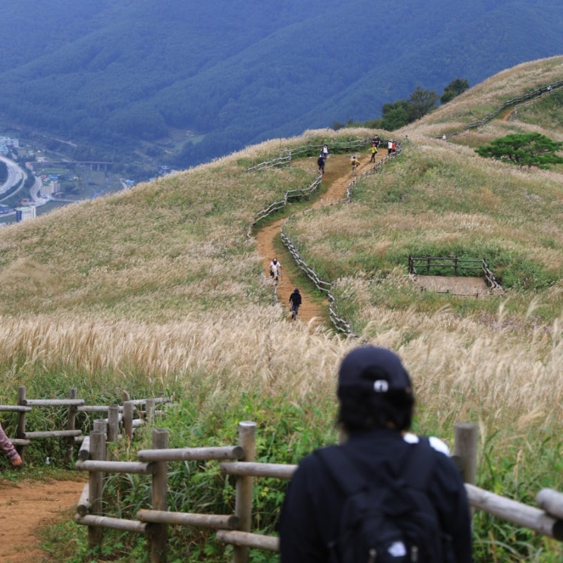 旌善民洞山ススキ祭り登山レビュー | 9月のススキ状況・急傾斜コース