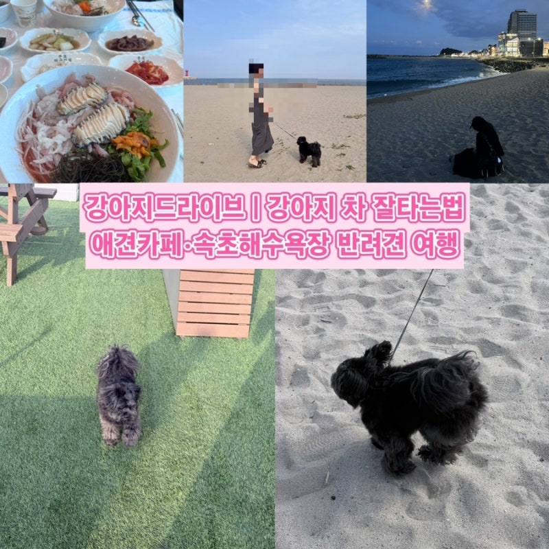 수도권에서 출발한 속초 당일치기 강아지드라이브｜애견동반카페•속초해수욕장•멀미나....