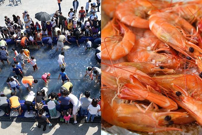 9월 대하구이 시세 1kg 가격 비교 & 가을 전어회·가을꽃 나들이 명소 총정리 (2026 최신)