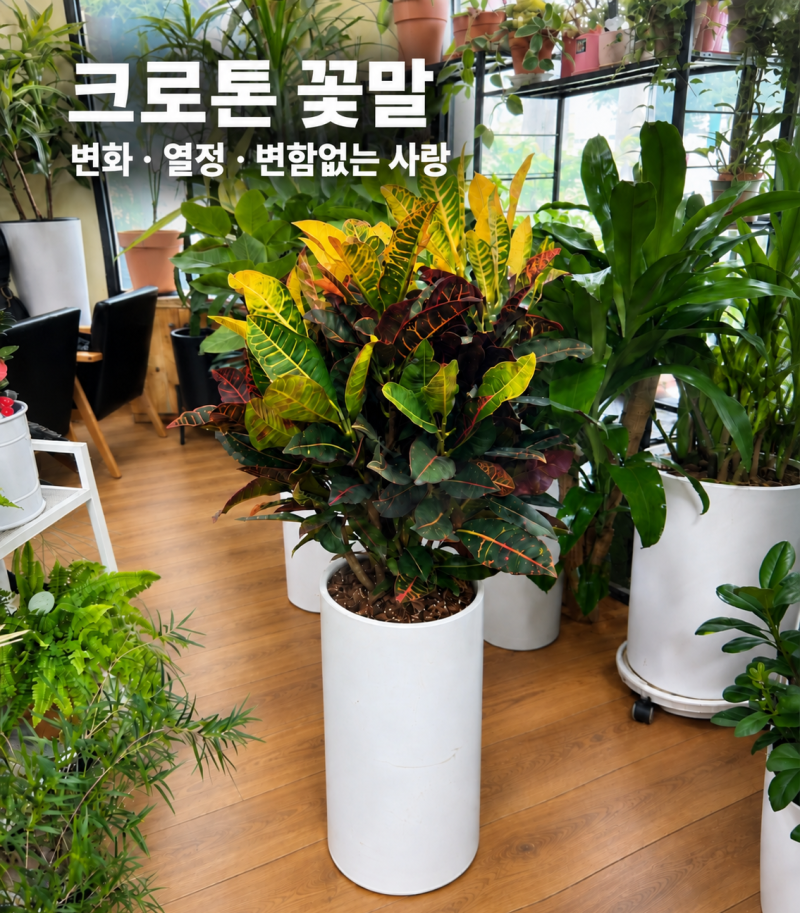 창원 서상동 헤어코코 개업화분｜미용실 개업선물추천 크로톤이 인기 있는 이유와 관리법