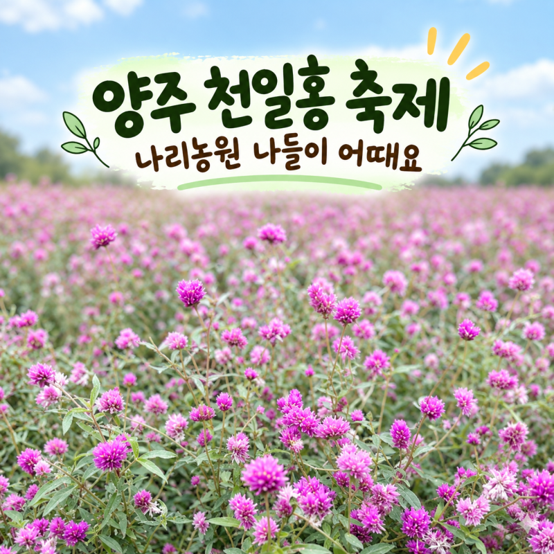 양주 천일홍 축제 2026｜나리농원 입장료 환급, 공연 시간표 정리