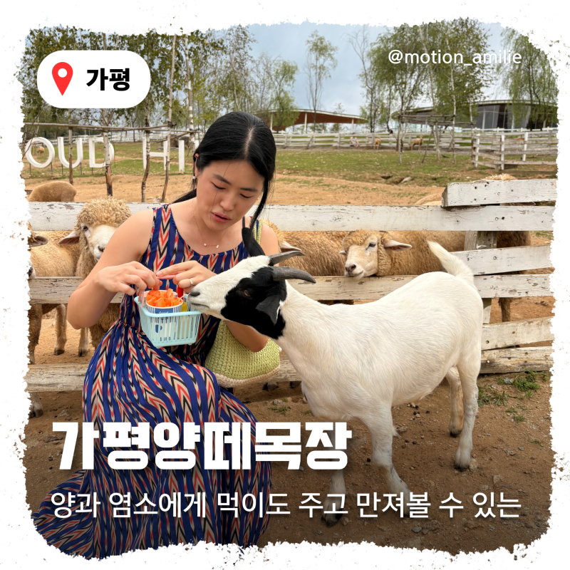 가평양떼목장 주중 이용요금 주차 먹이주기체험 총정리! (feat.클라우드힐 카페)