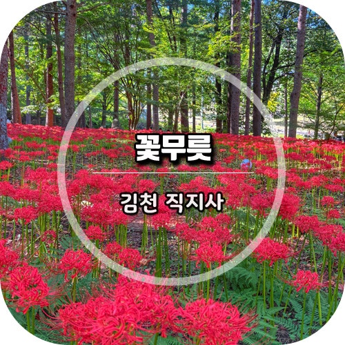 김천 직지사 꽃무릇 실시간 개화상황 사명대사공원